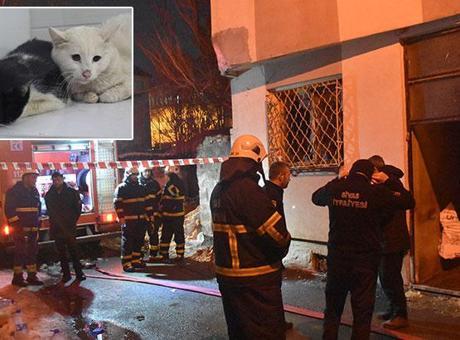 Sivas'ta Yangın Felaketi: 26 Kedi Hayatını Kaybetti