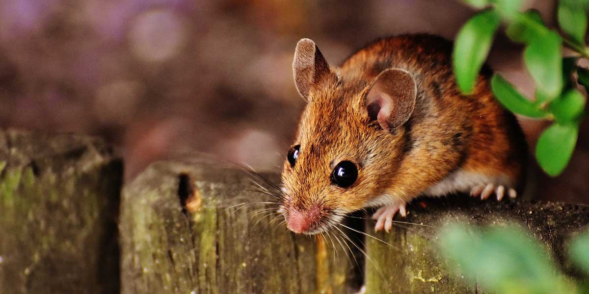Rüyada Fare Görmek Ne Anlama Gelir?