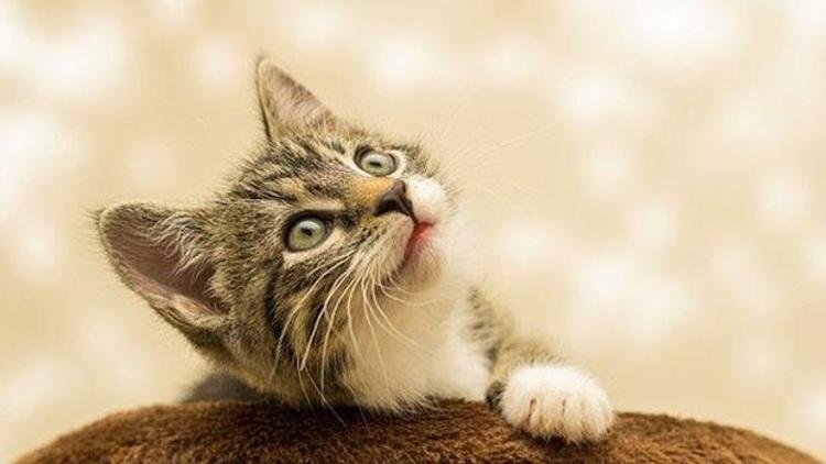 Rüyada Kedi Görmek Nedir, Nasıl Yorumlanır?