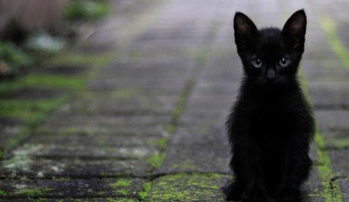 Rüyada Siyah Kedi Görmek Neye İşarettir?